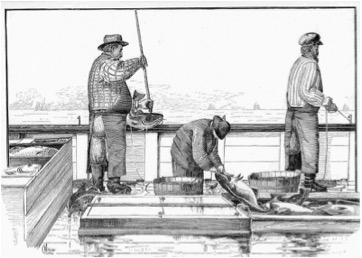 Cod fishermen